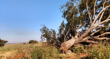 Aeroporto de Patos de Minas continua interditado, mesmo após árvore nativa do cerrado ser cortada