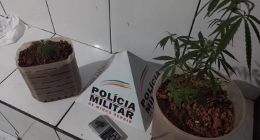 Polícia Militar de Lagoa Formosa localiza pés de maconha e balança de precisão em residência no Bairro Babilônia Polícia Militar de Lagoa Formosa localiza pés de maconha e balança de precisão em residência no Bairro Babilônia