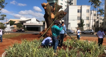 Nova paineira-rosa é plantada na Avenida Getúlio Vargas em Patos de Minas Nova paineira-rosa é plantada na Avenida Getúlio Vargas em Patos de Minas