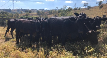 Polícia Civil recupera em fazenda de Lagoa Formosa bovinos furtados em Nova Ponte Polícia Civil recupera em fazenda de Lagoa Formosa bovinos furtados em Nova Ponte