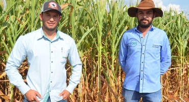 Safrinha: produtores de Lagoa Formosa e Patos de Minas já contabilizam os prejuízos causados pela falta de chuvas 