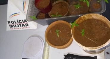 Polícia Militar de Patos de Minas encaminha rapaz de 24 anos para a delegacia e apreende pés de maconha e simulacro de arma de fogo Polícia Militar de Patos de Minas encaminha rapaz de 24 anos para a delegacia e apreende pés de maconha e simulacro de arma de fogo