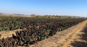 Produtores de Lagoa Formosa, Carmo do Paranaíba, Patos de Minas e Rio Paranaíba já contabilizam os prejuízos sofridos com as geadas