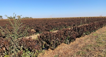Governo ajudará a achar solução para perdas com geada em cafezais Governo ajudará a achar solução para perdas com geada em cafezais