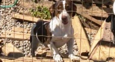Cachorrinho desaparece em Lagoa Formosa e proprietário oferece recompensa pelo animal Cachorrinho desaparece em Lagoa Formosa e proprietário oferece recompensa pelo animal