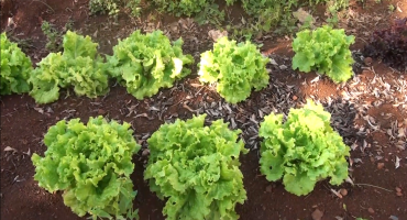 Alunos de escola municipal de Patos de Minas cultivam horta para doar alimentos à famílias carentes Alunos de escola municipal de Patos de Minas cultivam horta para doar alimentos à famílias carentes