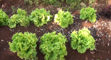 Alunos de escola municipal de Patos de Minas cultivam horta para doar alimentos à famílias carentes