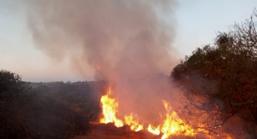 Incêndio na região de Serra Negra já consumiu aproximadamente 500 hectares e bombeiros realizam resgate de animal silvestre Incêndio na região de Serra Negra já consumiu aproximadamente 500 hectares e bombeiros realizam resgate de animal silvestre