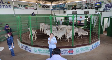 Sindicato dos Produtores Rurais de Lagoa Formosa realiza leilão misto  