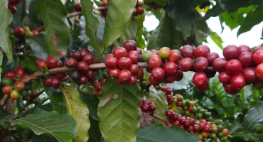 Safra de café em Minas Gerais deve ter redução de 38,1%