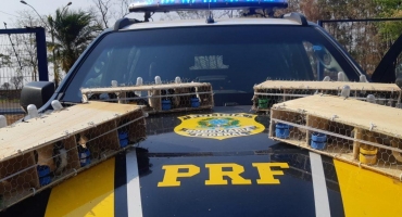 Mais de 400 aves silvestres são apreendida pela PRF no município de Patos de Minas Mais de 400 aves silvestres são apreendida pela PRF no município de Patos de Minas