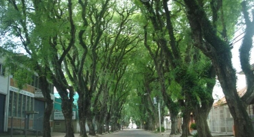 Projeto de lei que prevê a criação de corredores verdes nos centros urbanos é aprovado em Patos de Minas Projeto de lei que prevê a criação de corredores verdes nos centros urbanos é aprovado em Patos de Minas