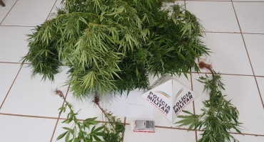 Polícia Militar de Lagoa Formosa apreende pé de maconha de 1,5 metros em residência no Bairro Bela Vista Polícia Militar de Lagoa Formosa apreende pé de maconha de 1,5 metros em residência no Bairro Bela Vista