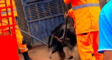 Bombeiros de Patos de Minas capturam tamanduá-bandeira no Bairro Jardim Panorâmico Bombeiros de Patos de Minas capturam tamanduá-bandeira no Bairro Jardim Panorâmico