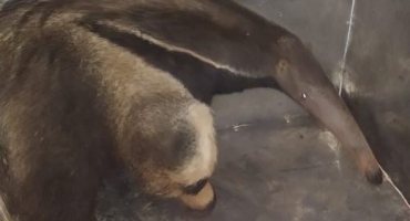Tamanduá é capturado no jardim da Santa Casa de Misericórdia em Patos de Minas Tamanduá é capturado no jardim da Santa Casa de Misericórdia em Patos de Minas