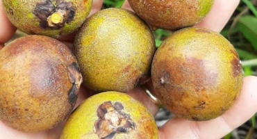 Cultivo de árvores nativas brasileiras gera retorno ao investimento de até 28,4% ao ano Cultivo de árvores nativas brasileiras gera retorno ao investimento de até 28,4% ao ano