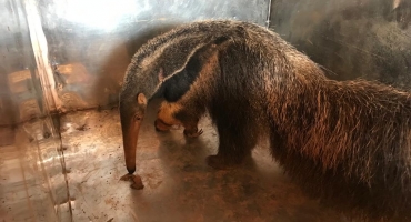 Em uma semana: Bombeiros de Patos de Minas capturam três tamanduás-bandeira no perímetro urbano Em uma semana: Bombeiros de Patos de Minas capturam três tamanduás-bandeira no perímetro urbano