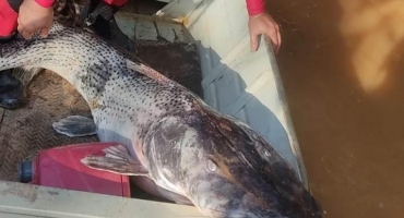 Bombeiros de Patos de Minas encontram surubim com mais de 50 quilos morto no Rio Paranaíba Bombeiros de Patos de Minas encontram surubim com mais de 50 quilos morto no Rio Paranaíba