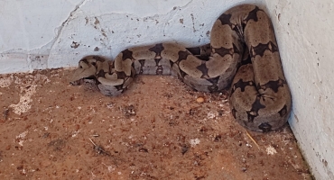Homem é detido no centro de Patos de Minas transportando cobra jiboia dentro de caixa de isopor Homem é detido no centro de Patos de Minas transportando cobra jiboia dentro de caixa de isopor