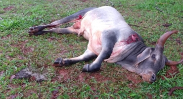 Veículo atropela e mata bovino que invadiu pista da BR-354 no município de Lagoa Formosa Veículo atropela e mata bovino que invadiu pista da BR-354 no município de Lagoa Formosa