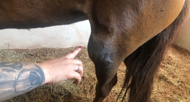 Cirurgia desnecessária teria comprometido a vida de animal denuncia médica veterinária de Patos de Minas Cirurgia desnecessária teria comprometido a vida de animal denuncia médica veterinária de Patos de Minas