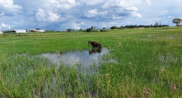 Cavalo pisoteia mudas recém-plantadas na lagoa da Ceasa em Patos de Minas Cavalo pisoteia mudas recém-plantadas na lagoa da Ceasa em Patos de Minas