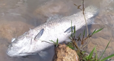 Carmo do Paranaíba – Peixes mortos aparecem boiando na Lagoa Madre Paulina Carmo do Paranaíba – Peixes mortos aparecem boiando na Lagoa Madre Paulina