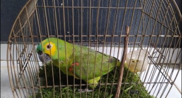 Duas mulheres são levadas para a delegacia em Patos de Minas por manterem animais silvestres em cativeiro Duas mulheres são levadas para a delegacia em Patos de Minas por manterem animais silvestres em cativeiro