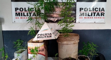 PM de Patos de Minas apreende vasos de maconha escondidos em mata no Bairro Alto da Serra PM de Patos de Minas apreende vasos de maconha escondidos em mata no Bairro Alto da Serra