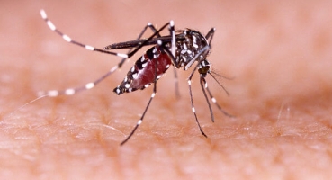 Taxa de mortalidade de doenças negligenciadas aumenta durante pandemia Taxa de mortalidade de doenças negligenciadas aumenta durante pandemia