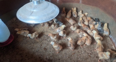 Aumenta demanda por curso de avicultura em Arinos Aumenta demanda por curso de avicultura em Arinos