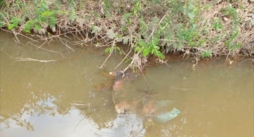 Corpo em avançado estado de decomposição é localizado próximo à ponte do Córrego Capivara em Lagoa Formosa Corpo em avançado estado de decomposição é localizado próximo à ponte do Córrego Capivara em Lagoa Formosa