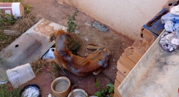 Cão em situação de abandono e maus tratos é resgatado pela Polícia Militar em Patos de Minas Cão em situação de abandono e maus tratos é resgatado pela Polícia Militar em Patos de Minas