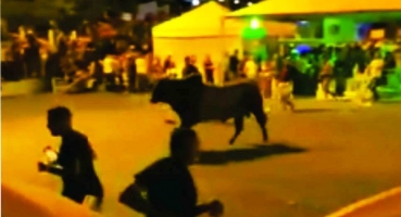 Touros que fugiram dos bretes no rodeio de Arapuá podem ter sido soltos propositalmente Touros que fugiram dos bretes no rodeio de Arapuá podem ter sido soltos propositalmente