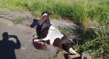 Cavalo cai em bueiro, quebra patas, mas é resgatado pelo Corpo de Bombeiros Cavalo cai em bueiro, quebra patas, mas é resgatado pelo Corpo de Bombeiros