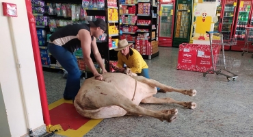 Animal bovino entra em supermercado na cidade de Carmo do Paranaíba e assusta funcionários e clientes Animal bovino entra em supermercado na cidade de Carmo do Paranaíba e assusta funcionários e clientes