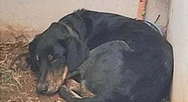 Cão arrastado por motociclista em Patos de Minas é resgatado pelo CCZ, após recuperação ele será disponibilizado para adoção Cão arrastado por motociclista em Patos de Minas é resgatado pelo CCZ, após recuperação ele será disponibilizado para adoção
