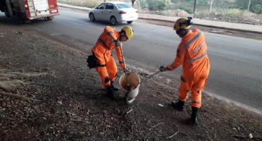 Militares do Corpo de Bombeiros capturam duas cobras jiboias em Patos de Minas Militares do Corpo de Bombeiros capturam duas cobras jiboias em Patos de Minas