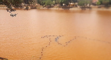 Processo de revitalização da Lagoinha em Patos de Minas é iniciado com retirada de animais e desassoreamento do espelho d’água