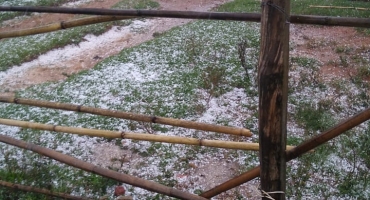 Produtores rurais atingidos pela chuva de granizo devem procurar ajuda técnica