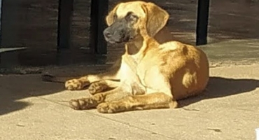 Patos de Minas: professora denuncia envenenamento de cães e gatos nas proximidades da escola Ilídio Caixeta 