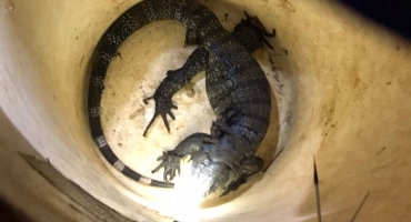 Patos de Minas: Corpo de Bombeiros é acionado para resgatar lagarto teiú no bairro Padre Eustáquio Patos de Minas: Corpo de Bombeiros é acionado para resgatar lagarto teiú no bairro Padre Eustáquio