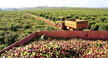 Produtores mineiros recebem compradores internacionais de café Produtores mineiros recebem compradores internacionais de café