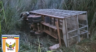 24 suínos morrem após caminhão sofrer falha mecânica e tombar em Patos de Minas 24 suínos morrem após caminhão sofrer falha mecânica e tombar em Patos de Minas