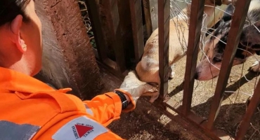 Corpo de Bombeiros de Patos de Minas é acionado para resgatar cãozinho entalado em grade de portão Corpo de Bombeiros de Patos de Minas é acionado para resgatar cãozinho entalado em grade de portão