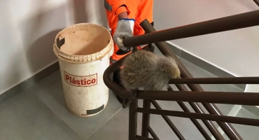 Corpo de Bombeiros captura ouriço-cacheiro no 4º andar de prédio em Patos de Minas Corpo de Bombeiros captura ouriço-cacheiro no 4º andar de prédio em Patos de Minas