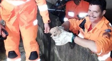Corpo de Bombeiros é acionado para resgatar filhote de cão que ficou preso em em buraco de muro Corpo de Bombeiros é acionado para resgatar filhote de cão que ficou preso em em buraco de muro