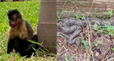 Corpo de Bombeiros captura cobra no bairro Vila Rosa e resgata macaco prego na Avenida JK em Patos de Minas Corpo de Bombeiros captura cobra no bairro Vila Rosa e resgata macaco prego na Avenida JK em Patos de Minas