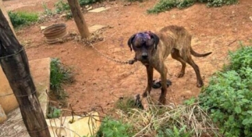 São Gotardo - Homem é preso por maus tratos a cães; um dos animais apresenta ferida necrosada na cabeça São Gotardo - Homem é preso por maus tratos a cães; um dos animais apresenta ferida necrosada na cabeça