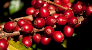 Cafés do 10º Prêmio Região do Cerrado Mineiro serão lançados em Curitiba Cafés do 10º Prêmio Região do Cerrado Mineiro serão lançados em Curitiba